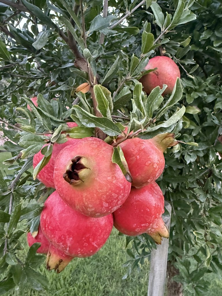 Reife Granatäpfel am Baum