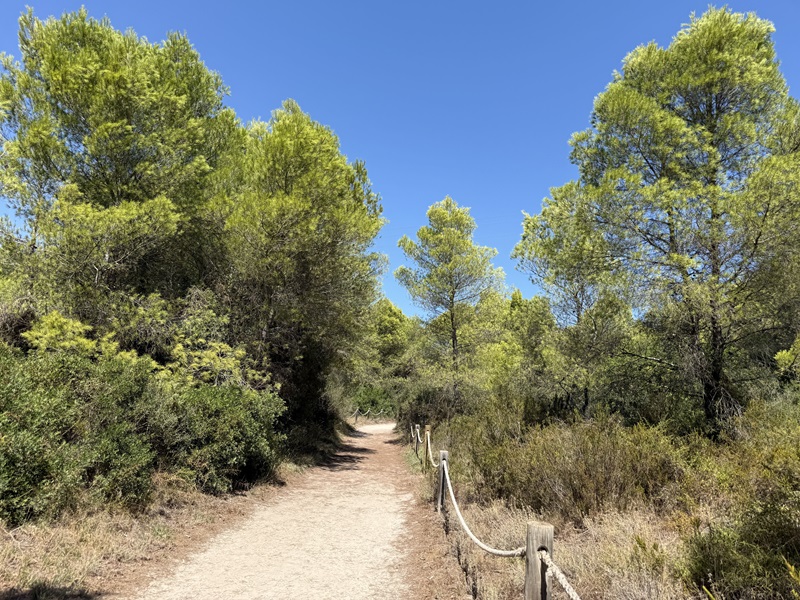 Wanderweg zwischen grünen Bäumen